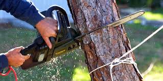Best Emergency Tree Removal  in Heflin, AL