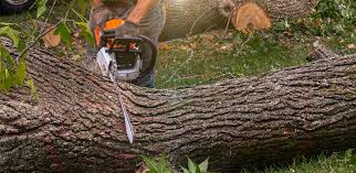 Reliable Heflin, AL Tree Care Solutions
