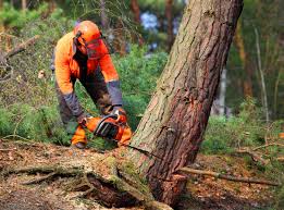 Best Tree Preservation Services  in Heflin, AL