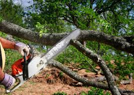 Best Storm Damage Tree Cleanup  in Heflin, AL