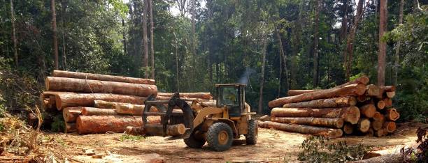 Best Utility Line Clearance  in Heflin, AL