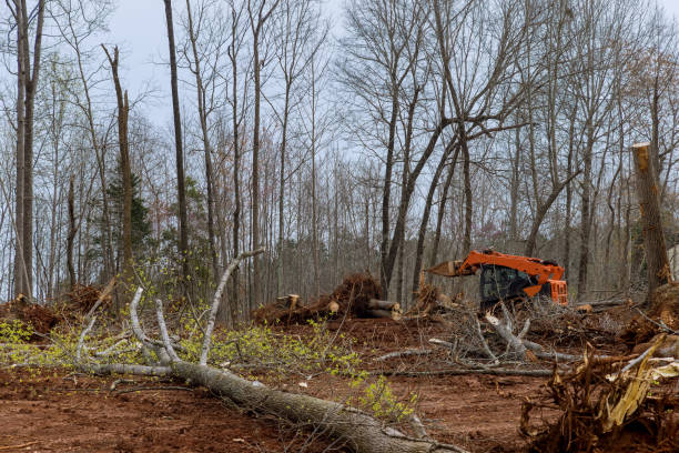 How Our Tree Care Process Works  in  Heflin, AL