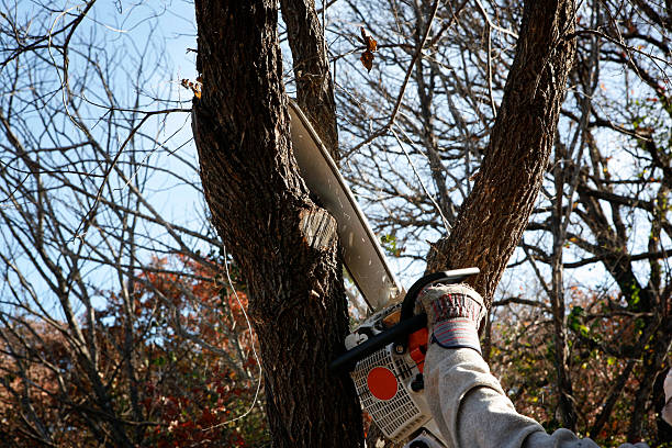 Best Aeration Services  in Heflin, AL