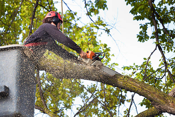 Best Tree Mulching  in Heflin, AL