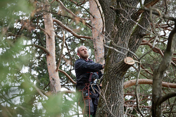 Best Tree Maintenance Programs  in Heflin, AL
