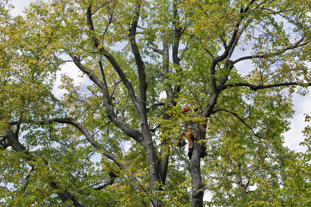 Best Root Management and Removal  in Heflin, AL
